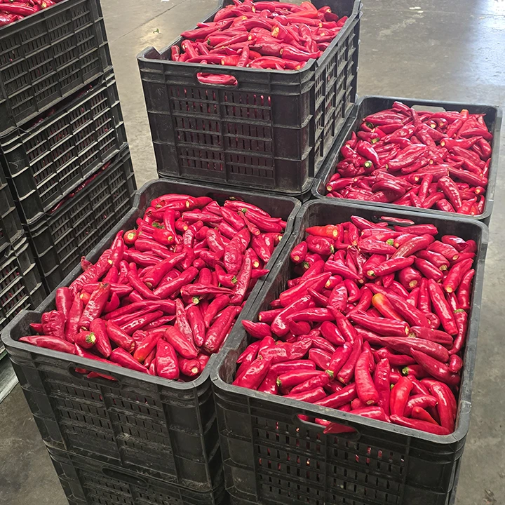 ládákba helyezett paprika